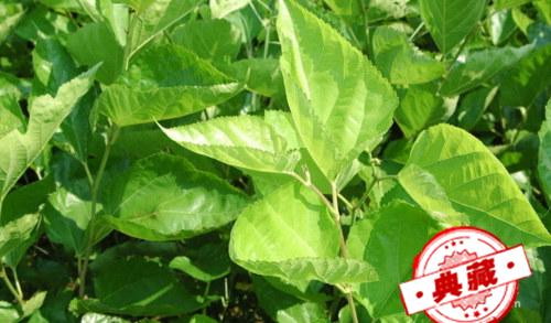 治疗糖尿病的偏方 马齿苋治疗糖尿病的偏方