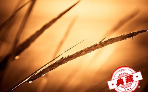 鹅掌风（鹅掌风怎么治能去根）