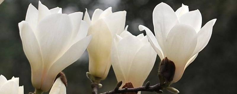 玉兰花的味道像什么（玉兰花的味道是什么）