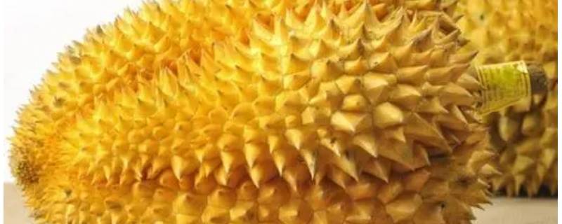 已经取出的榴莲有点生怎么办 榴莲果肉取下来了,但是生怎么办