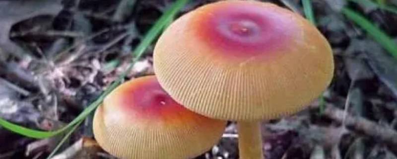 蘑菇坏了是什么样子（蘑菇坏了是怎样的）