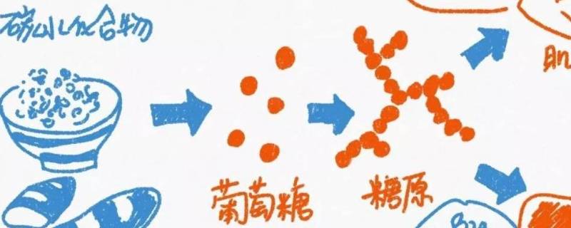 糖原的作用 肌糖原的作用