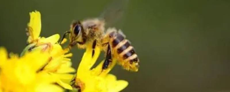 蜜蜂生活方式与特点 蜜蜂生活方式与特点视频
