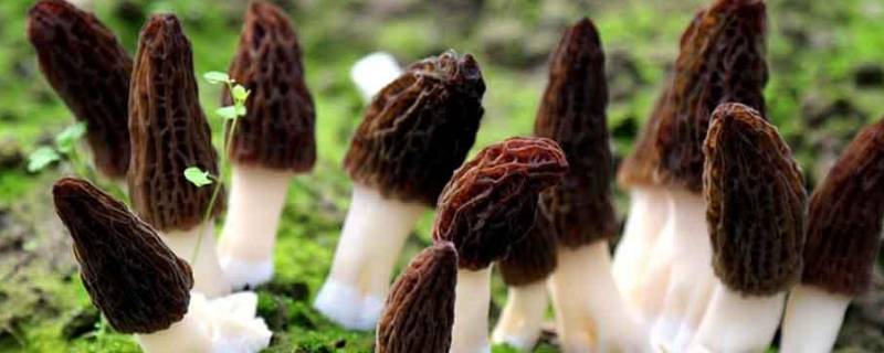 羊肚菌怎么烘干 羊肚菌怎么烘干好