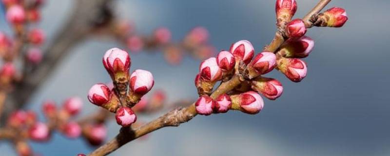 芷蕾的寓意 兰芷的寓意