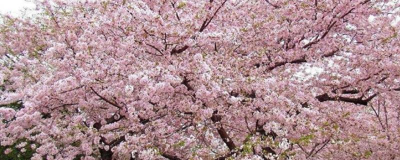 樱花是营养器官吗 樱花树的樱花是营养器官吗