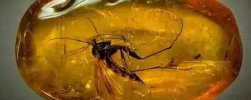琥珀是晶体吗 琥珀是晶体吗还是晶体