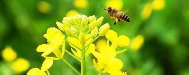 蜜源是什么（蜜源是什么意思）