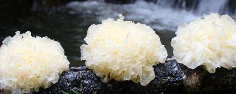 银耳为什么不能隔水炖 隔水炖不适合银耳吗