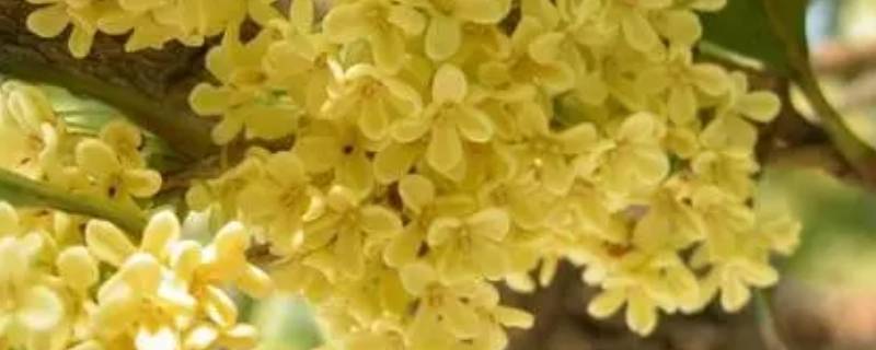 桂花是什么气味（桂花是什么气味的香水）