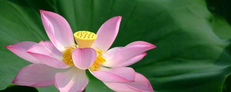 荷花出水是什么季节（荷花出水是什么季节开的?）