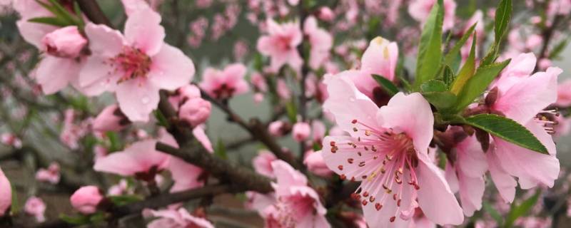 桃花可以做什么美食 桃花可以做什么美食的名称
