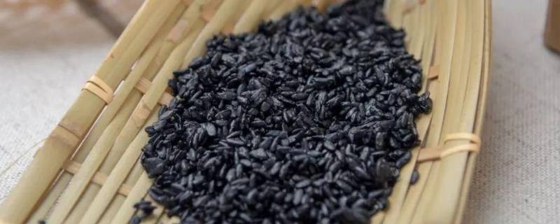 乌米是什么 乌米是什么样的