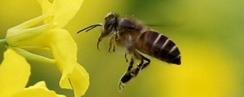 蜜蜂特点和功劳（蜜蜂得特点是什么）