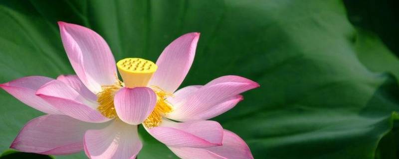 荷花的特点和品质（荷花的特点和品质想道了哪些人）