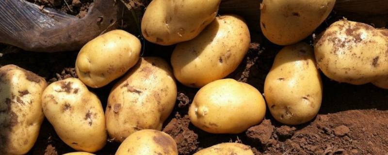 新土豆和老土豆区别 新土豆和老土豆区别软糯