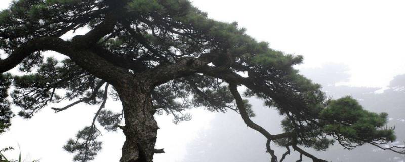 松树的气味是什么味道（松树的气味是什么气味）