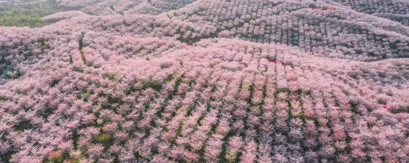 魏家桥樱花基地位置（魏家桥樱花基地位置怎么样）