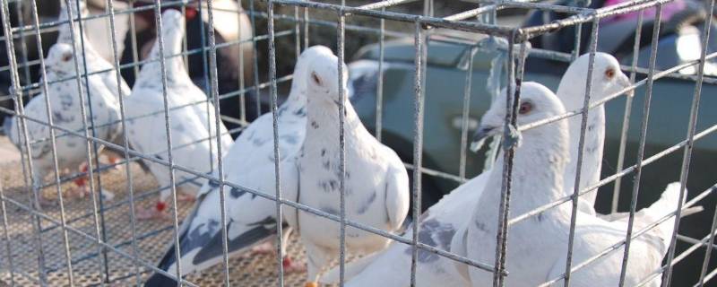 山东恩城鸽子市场位置 山东恩城鸽子市场位置在哪