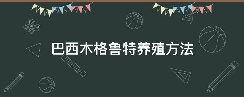 巴西木格鲁特养殖方法 巴西木的养殖技术