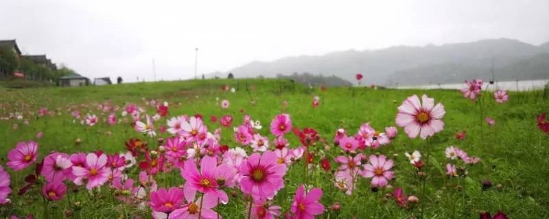 重庆巴南的花海在哪里 重庆巴南的花海在哪里啊