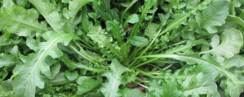 开花的荠菜还能吃吗 开花的荠菜还能吃吗图片