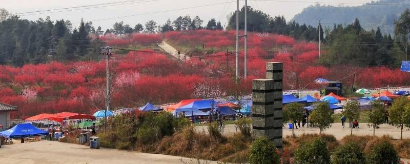 苏山坪在巴中哪里（巴中苏山坪联系电话）