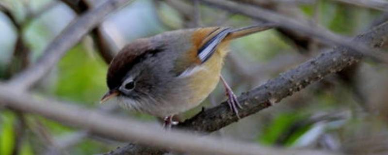 中国常见鸟类 中国常见鸟类100种