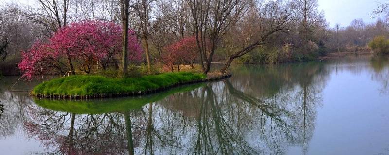 西溪湿地梅花在哪个区（西溪湿地梅花节）