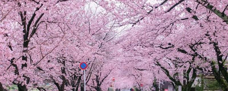 樱花树结的果子叫什么（樱花树结的果子叫什么紫叶子）