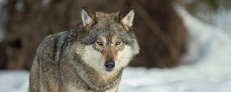 狼象征着什么精神品质（狼的精神和品质）