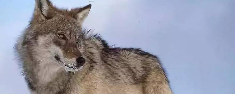 狼的性格 狼的性格品质