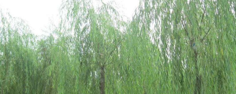 柳树植物记录卡怎么写 柳树的植物卡怎么做