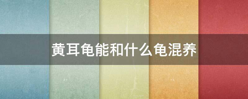 黄耳龟能和什么龟混养 黄耳龟能和什么龟混养