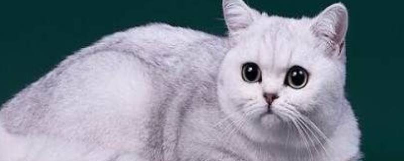 猫的别称或雅称（猫的别称或雅称有哪些）