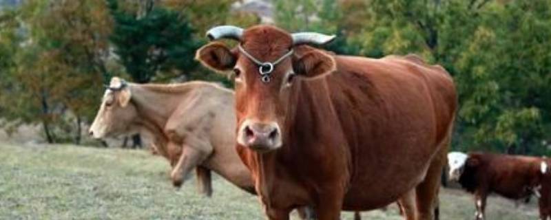 黄牛精神品质象征意义 老黄牛精神品质象征意义