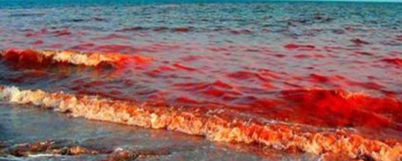 绿藻是赤潮生物吗 海藻是否属于赤潮生物