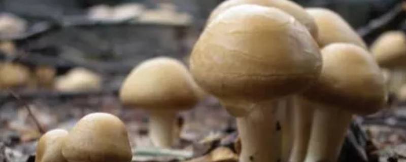 东北野生蘑菇怎么泡发（东北野生蘑菇泡多长时间）