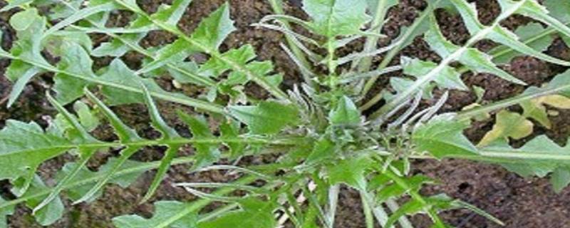 荠菜的外形特征和样子 荠菜的外形特征和样子作文