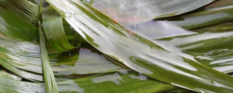 粽叶需要泡多久才能用（粽叶需要泡几个小时）