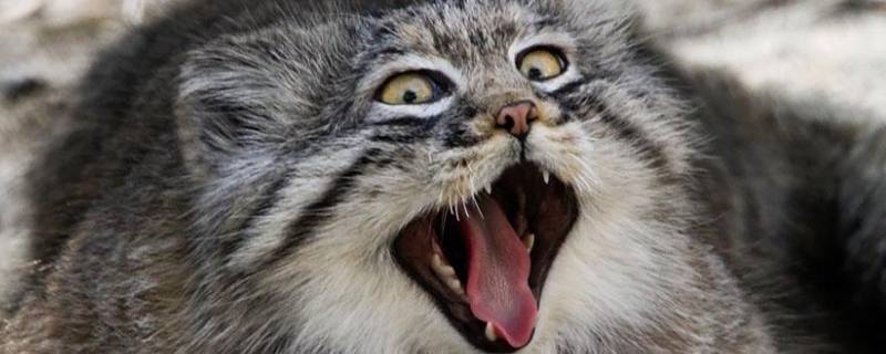 兔狲是猫吗（兔狲为什么那么像猫）