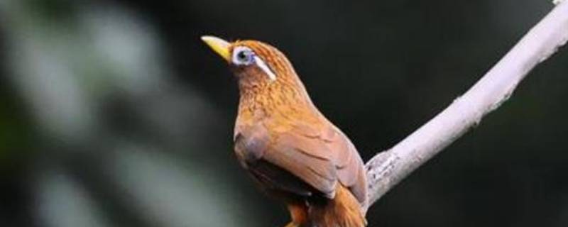 画眉鸟的特点（画眉鸟的特点和样子）