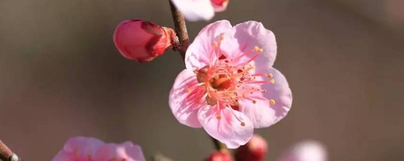 梅花开了怎么发朋友圈 看梅花后发的朋友圈