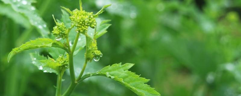 油菜叶子可以吃吗（红油菜叶子可以吃吗）