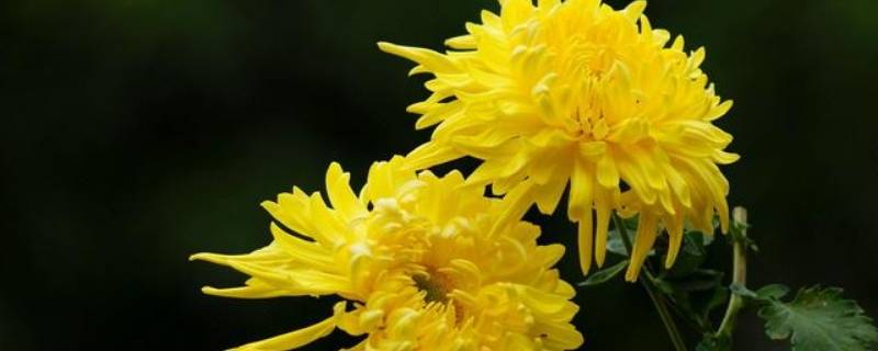 春天的菊花有什么特点（春天的菊花有哪些）