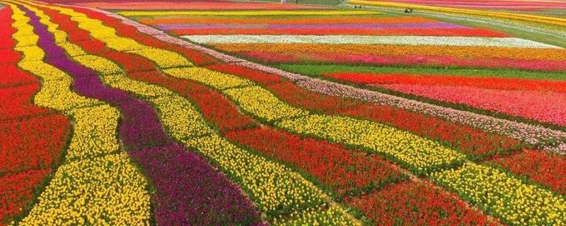 什邡郁金香花海在哪里 什邡郁金香在什么地方