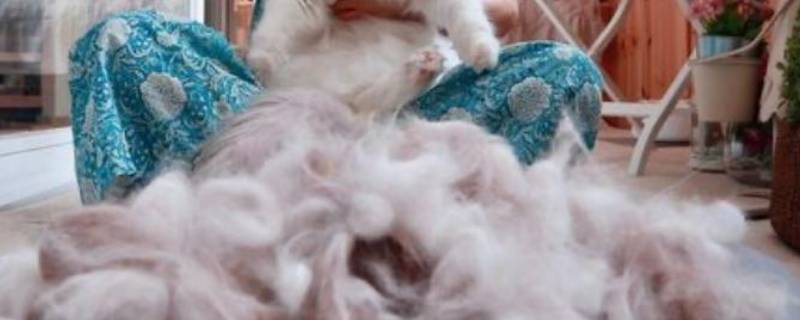 洗衣服能把猫毛洗掉吗 洗衣服能把猫毛洗掉吗图片