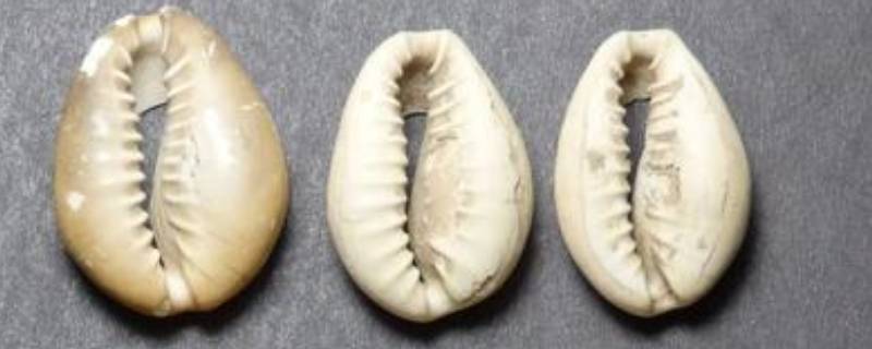 中国古代最早的货币是什么材料 中国古代最早的货币是什么材料制造的