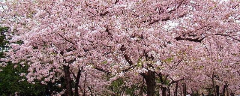 樱桃花开了怎么发朋友圈（樱桃花开了怎么发朋友圈卖）