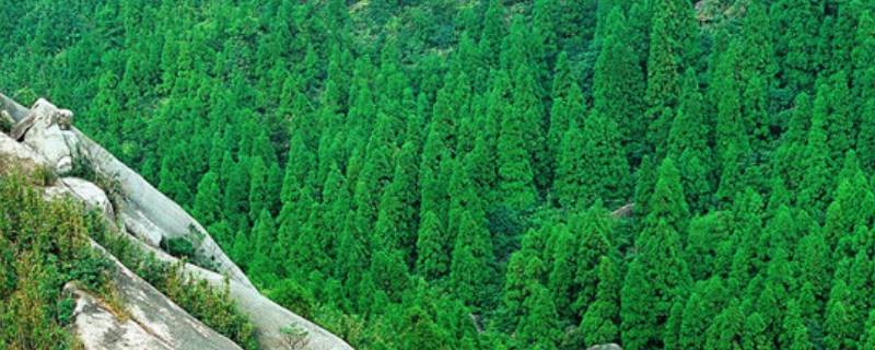 森林的重要性 森林的重要性存在的意义